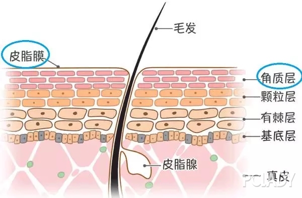 什么是肌膚屏障